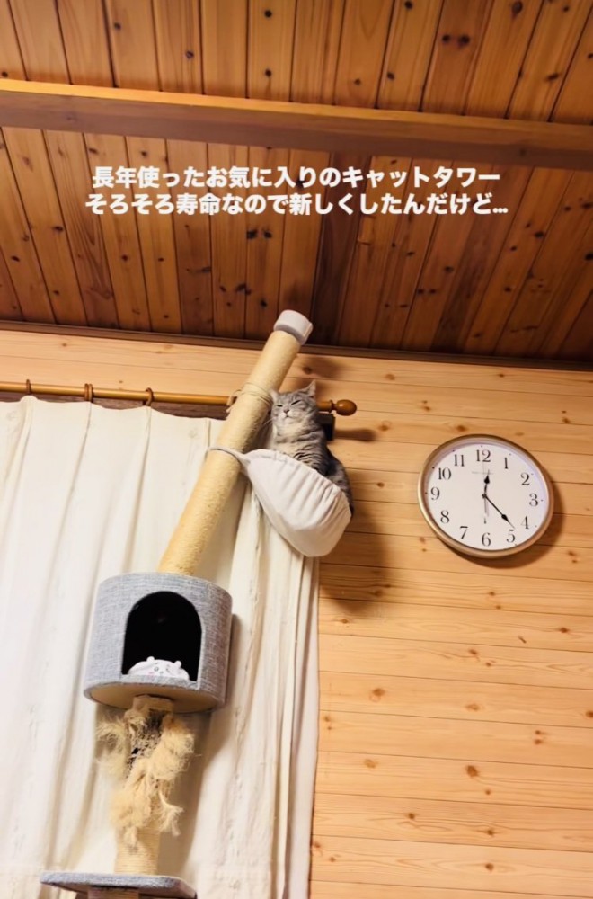 キャットタワーのハンモックで寛ぐサバトラ猫