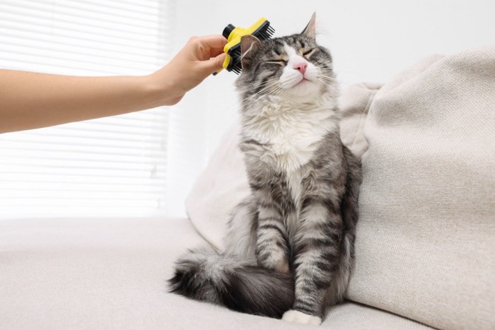 ブラッシングされて気持ちよさそうな猫