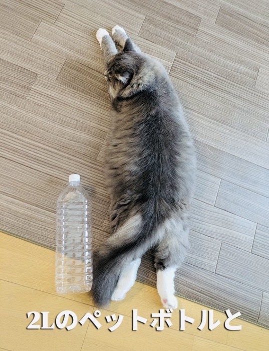 ペットボトルの隣に寝そべるサイベリアン