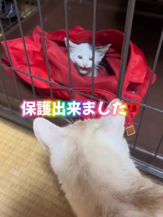 赤いバッグの中にいる子猫