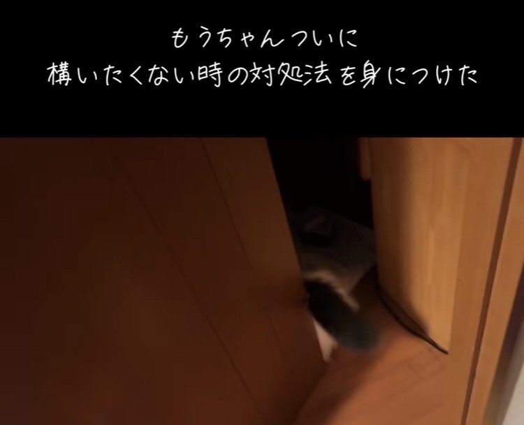 ドアをくぐるマンチカン