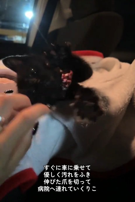 タオルの上に寝てなでられている黒猫