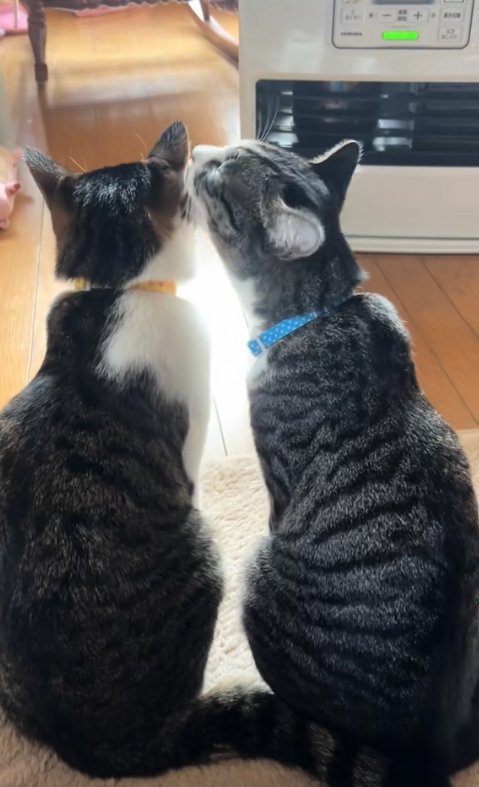 左の猫の毛づくろいをしている右の猫
