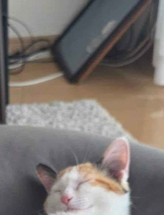 眠る猫