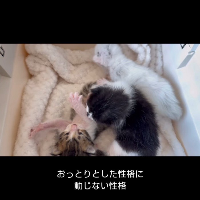 3匹の子猫