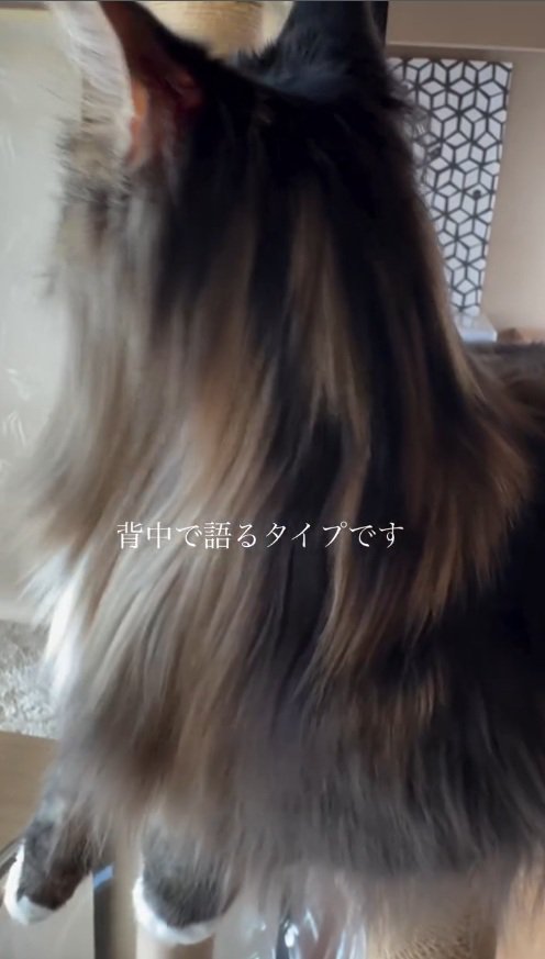 猫の後ろ姿