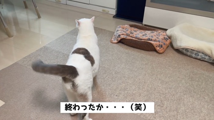 終わったあとも不機嫌そうにしっぽを振るハクちゃん