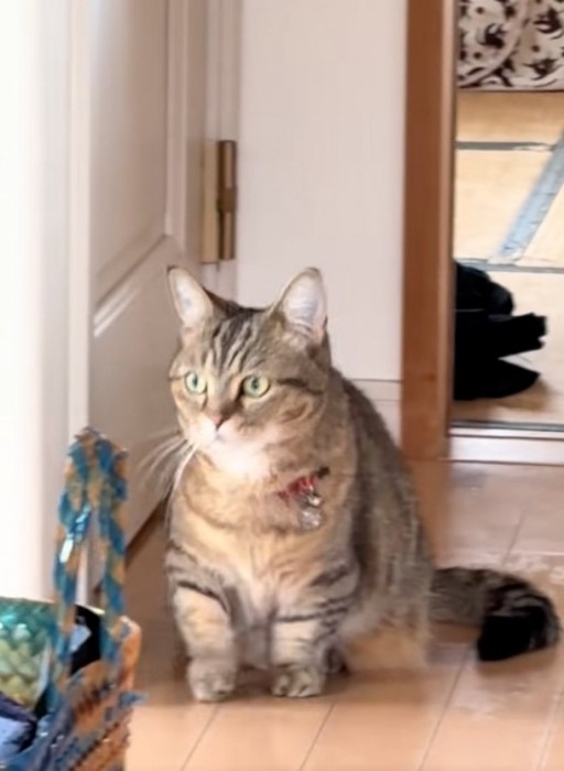 動く猫