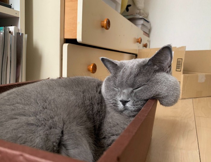 ほっぺがはみ出した猫