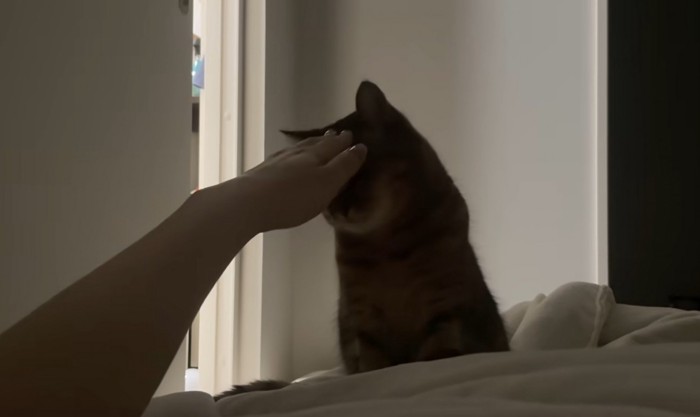 飼い主に撫でられるミヌエット