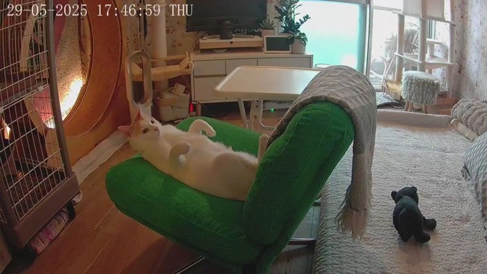 イスの上で仰向けになる猫