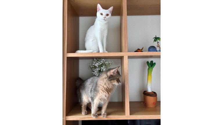 棚に入っている猫