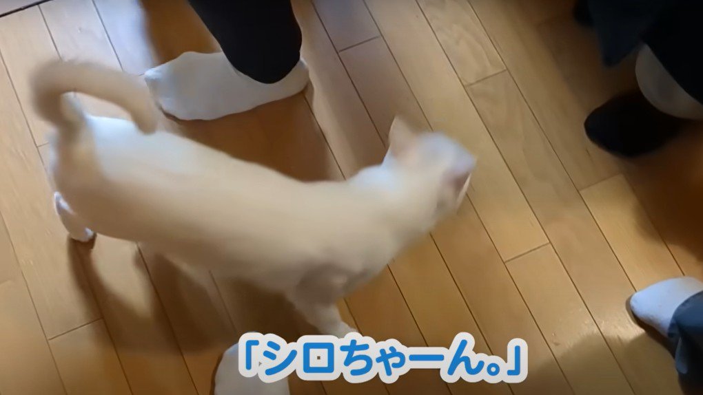 足元をうろつく白猫