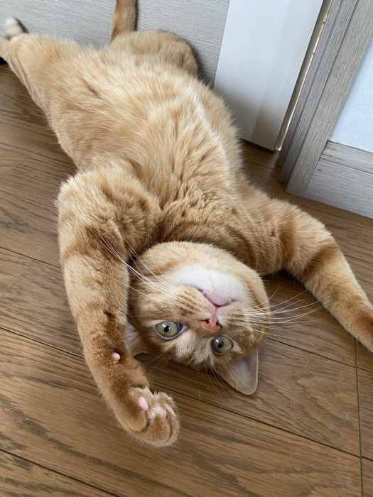 仰向けの猫