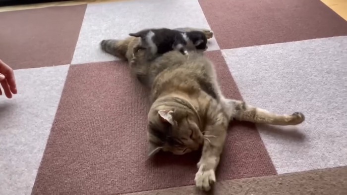 なずなちゃんに乗るケンタくん