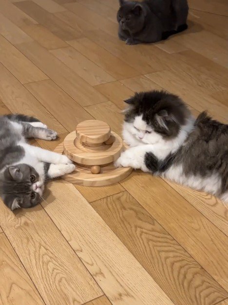 おもちゃの横で寝そべる2匹の猫