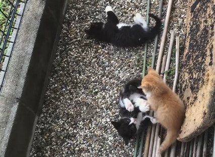 3匹で遊ぶ子猫たち
