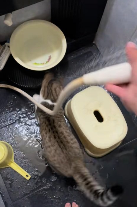 シャワーに興味を示す猫