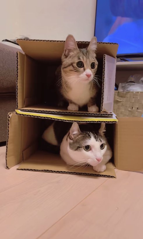 段ボールに入っている2匹の猫