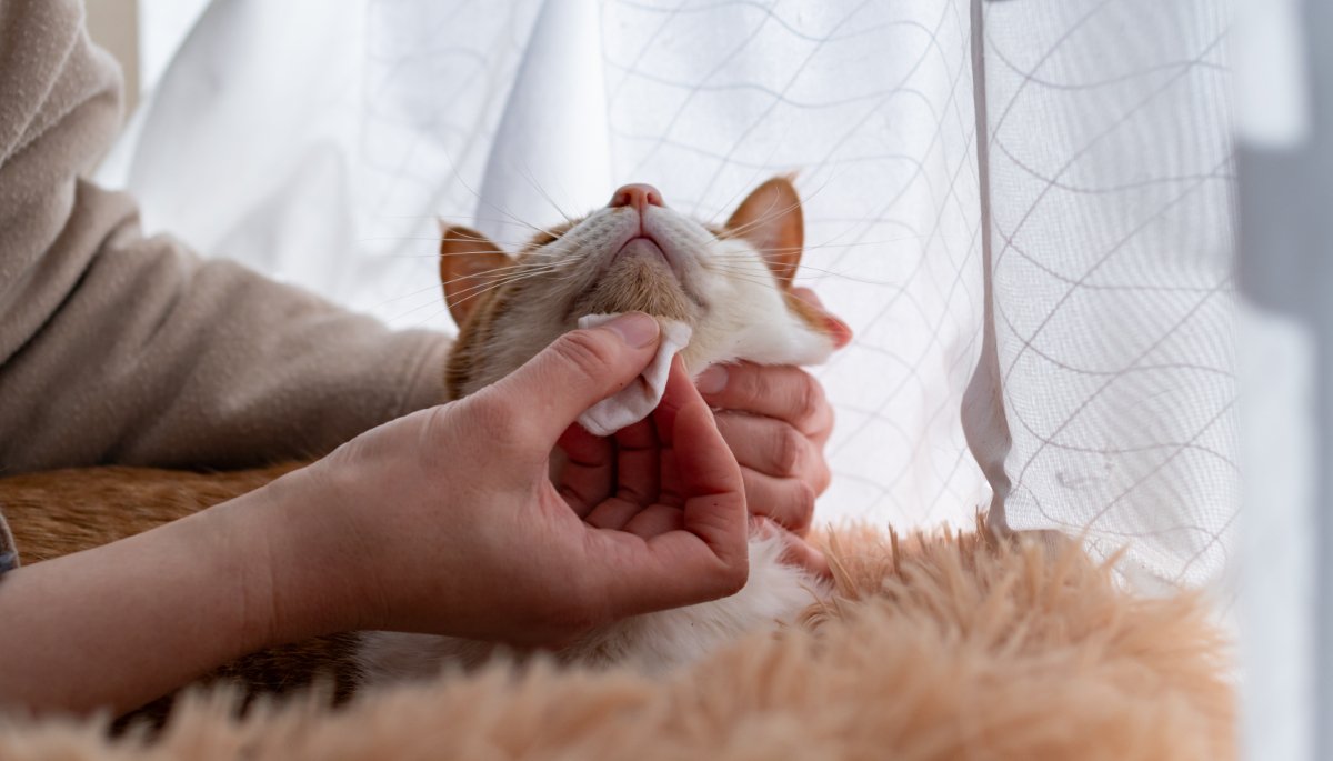 猫の顔を拭く