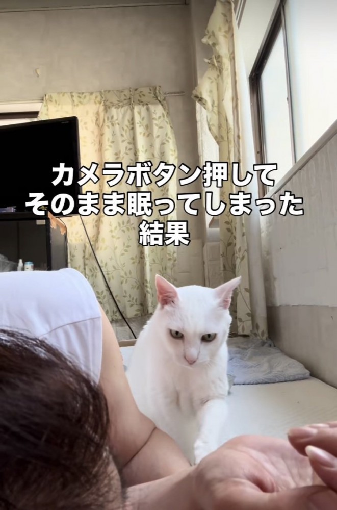 眠るママを起こす白猫