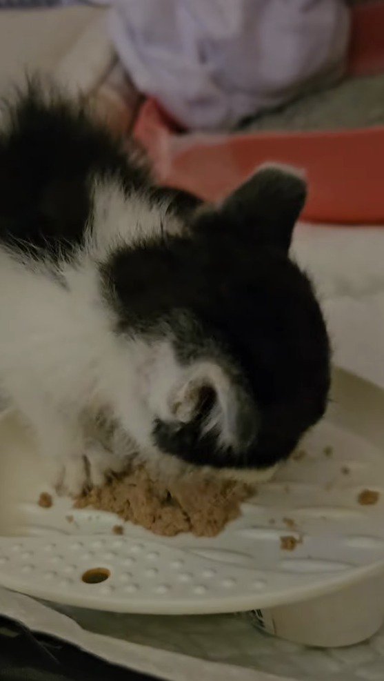 一心不乱にごはんを食べる子猫