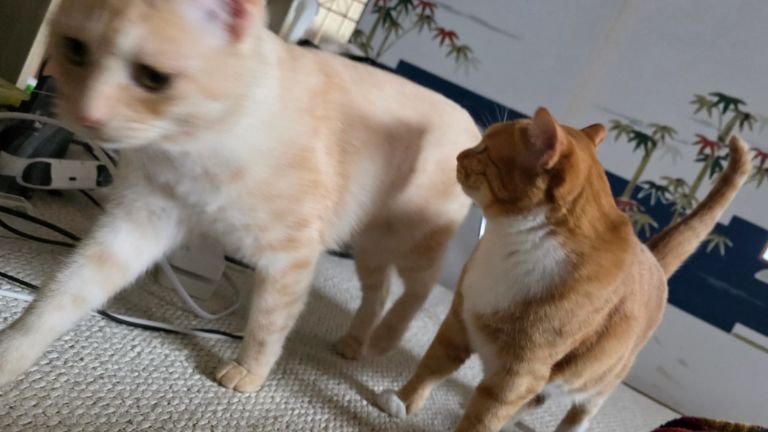 室内にいる猫たち