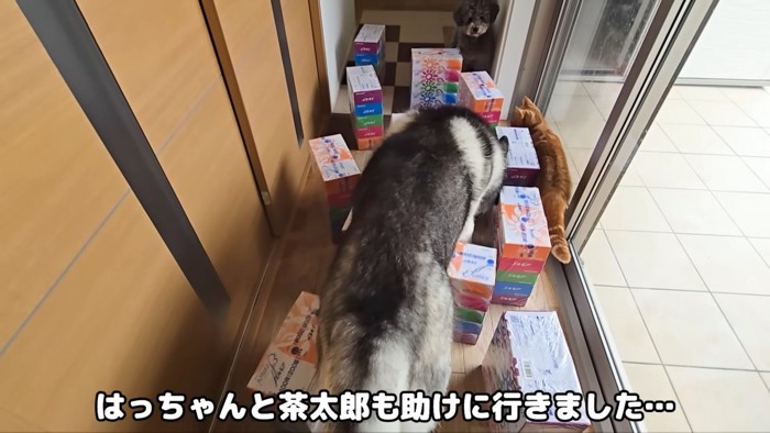 きゅうちゃんを助けに行くはっちゃんと茶太郎くん