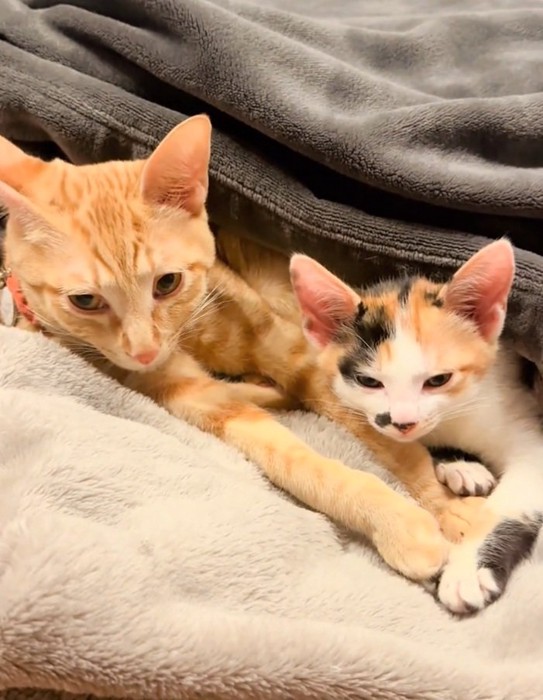 くつろぐ2匹の猫