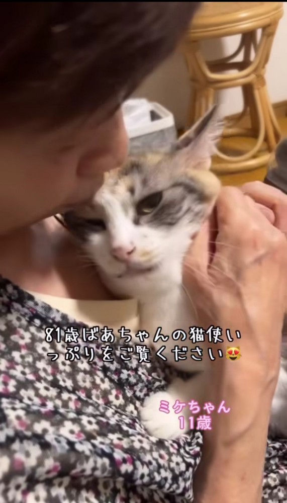 おばあちゃんに抱っこする三毛猫