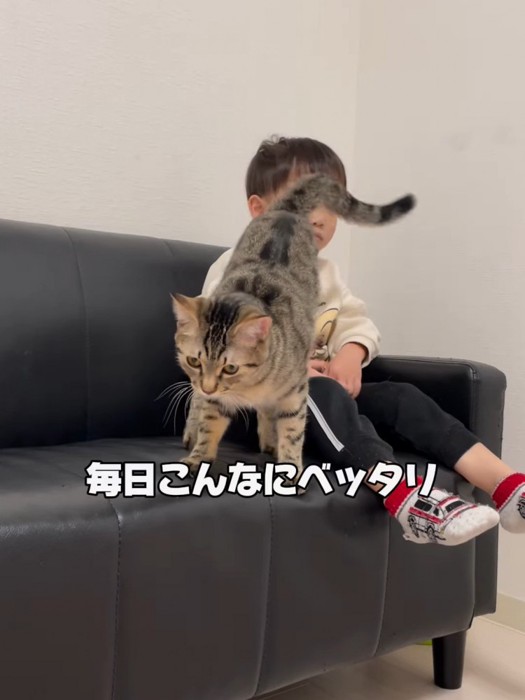 男の子におしりを向ける猫