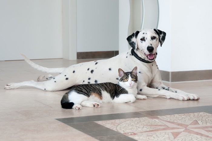 寄り添うダルメシアン犬と猫