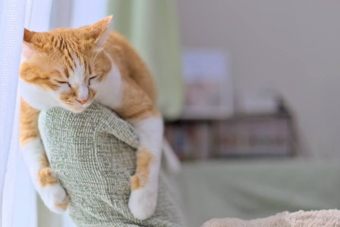 ソファーの背もたれの上で眠る猫