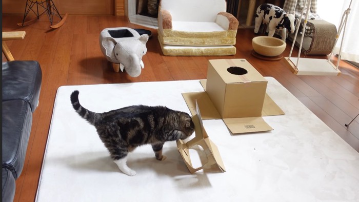 穴に頭を入れるまるさん