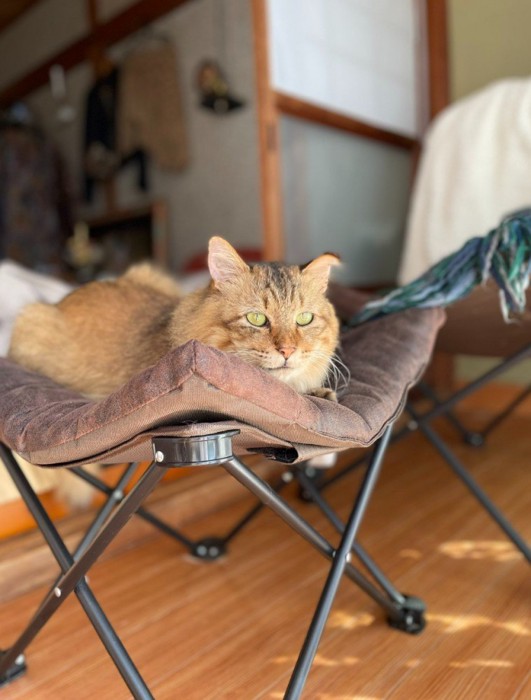 ベッドの上にいる茶色い猫