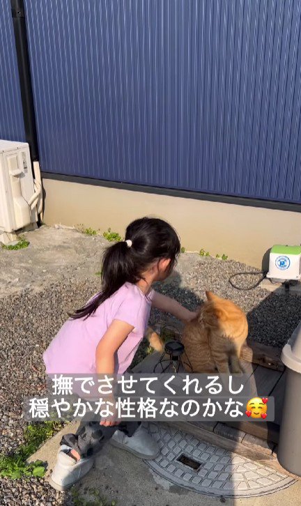 猫をなでる女の子