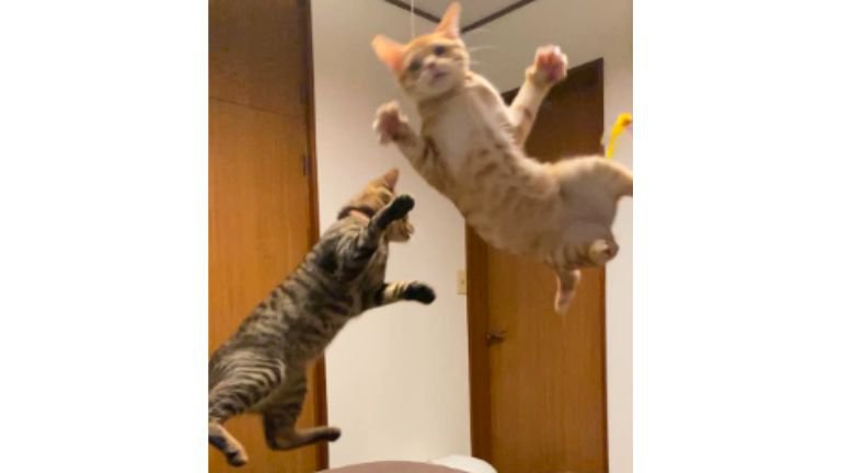 遊んでいる猫たち