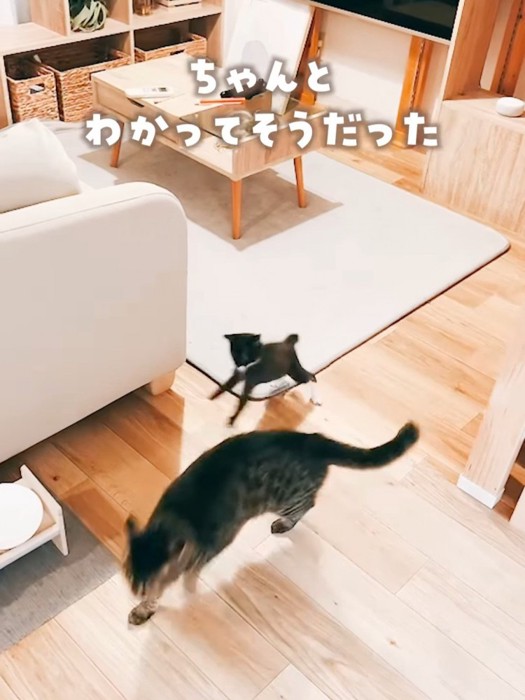 逃げる成猫