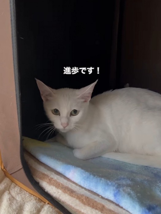 カメラ目線の白猫