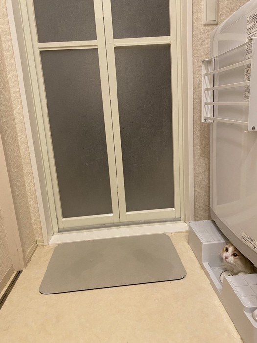 洗濯機の下に隠れている猫の様子