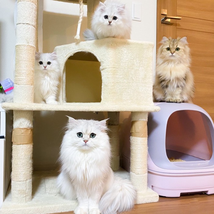 キャットタワーにいる猫たち