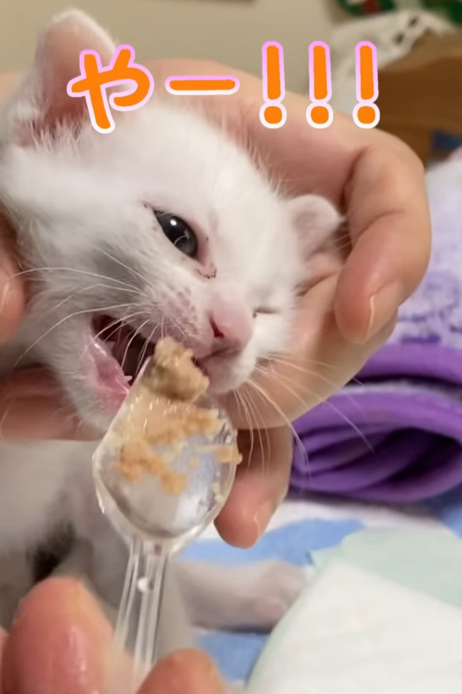 離乳食を食べようとしている子猫