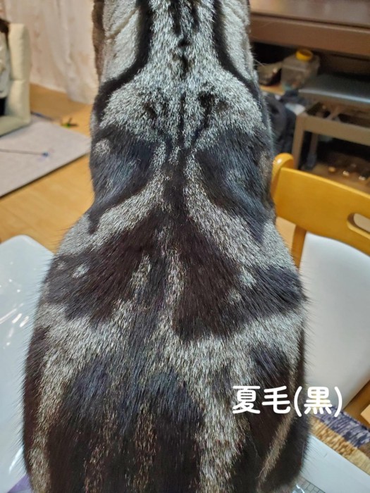 グレーと黒の猫の背中