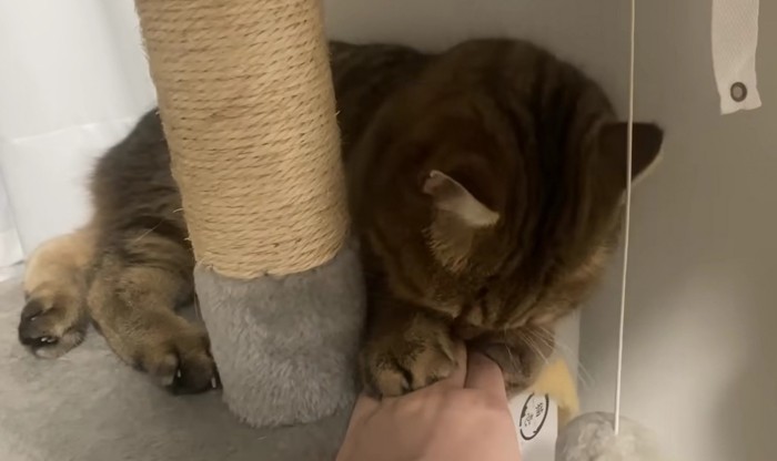 飼い主の手に顔を近づけている猫
