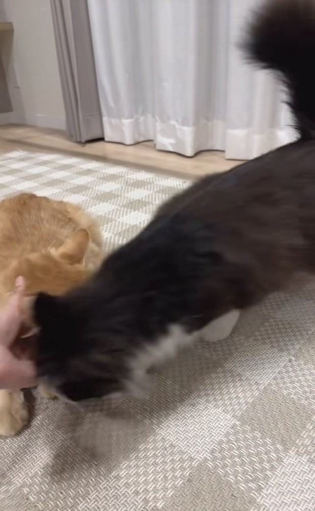 ママに撫でられる茶トラ猫に割り込むハチワレ猫