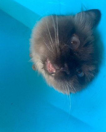 青い背景に猫の顔2