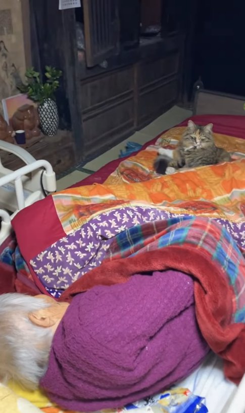 ベッドで眠るおばあちゃんの足元にいる猫