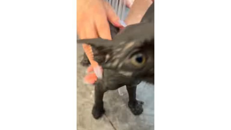 お風呂に入っている猫