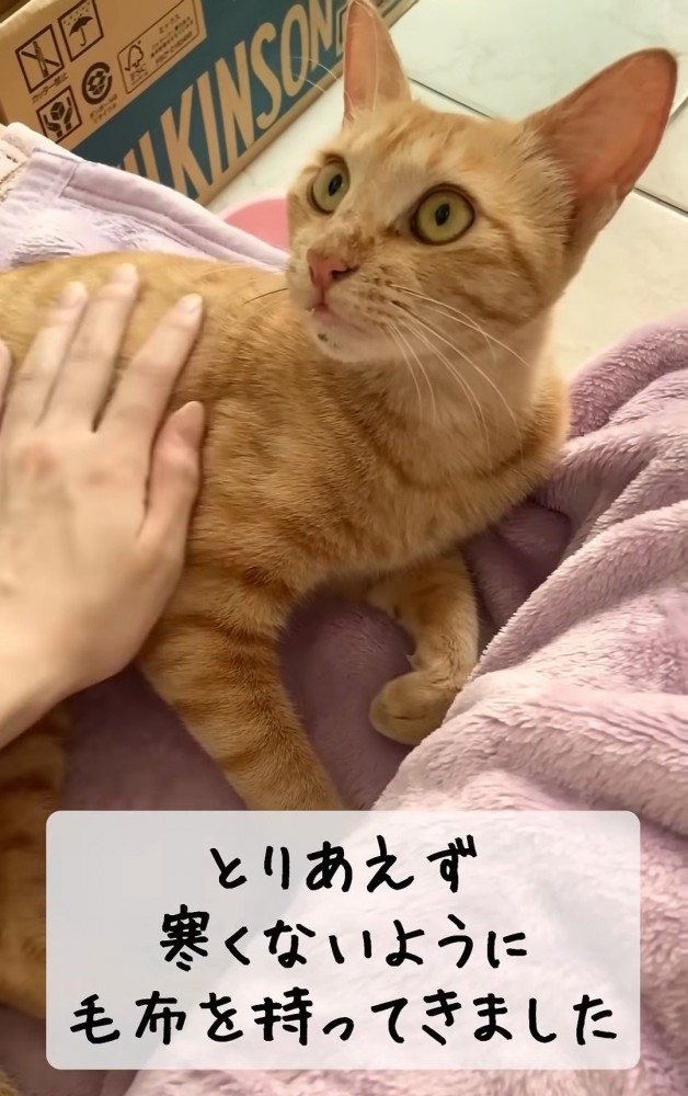 上を見る猫