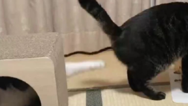 ご飯を食べている猫に手を伸ばす猫